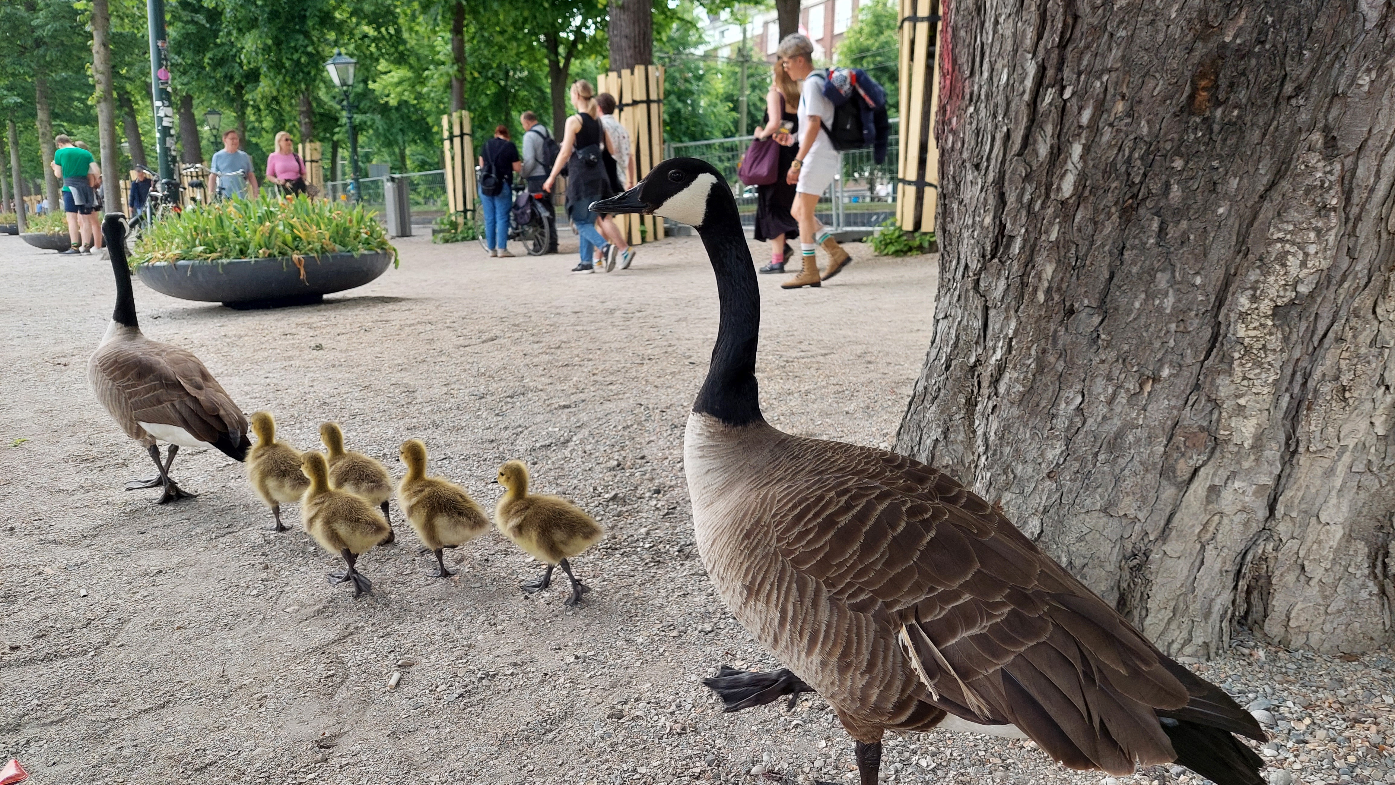 Family of geese up close. Really close.